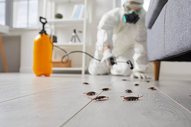 Post-Treatment Bed Bug Interceptor Monitoring in Fairmead